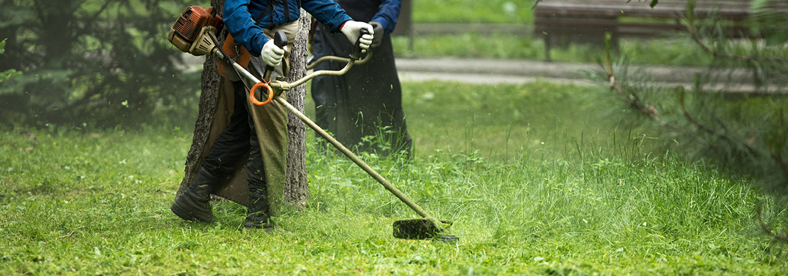 Servicio de jardinería donde conservamos cualquier espacio verde público o privado